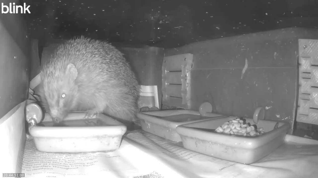 Wild Life Cam Night Of 11 02 2026