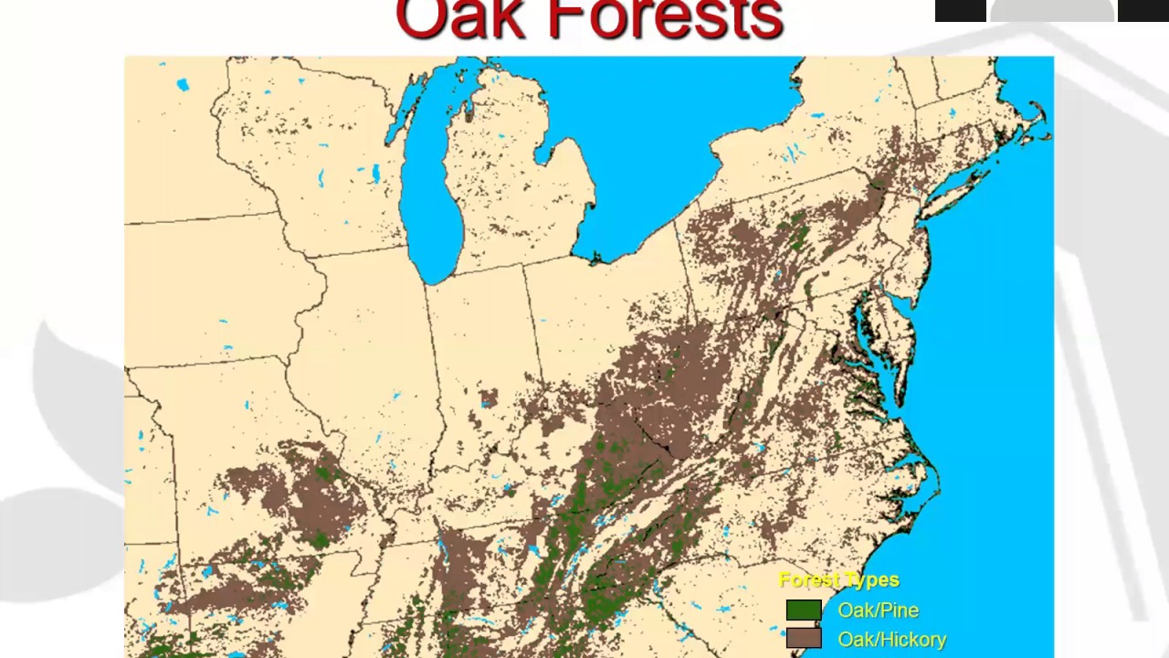 The Future of Oak Forests: Ecology, Managemet, and Regeneration