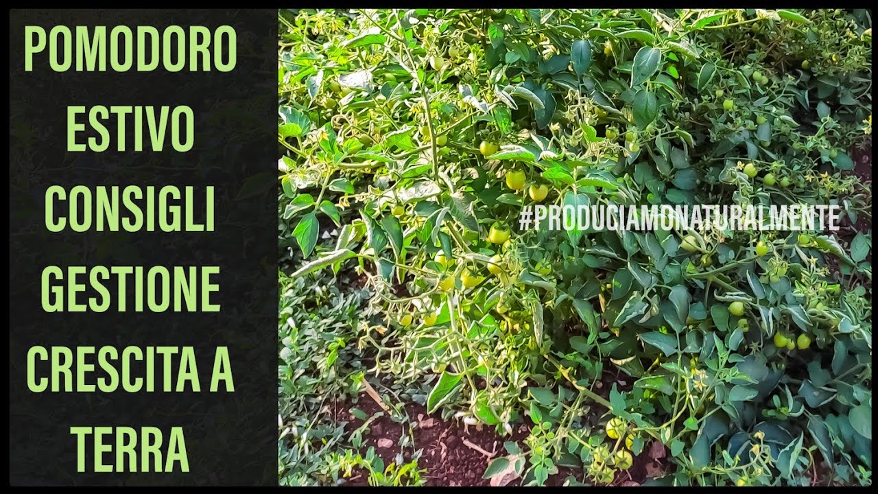 Pomodoro Estivo a Pieno Campo Gestione Crescita a terra #12