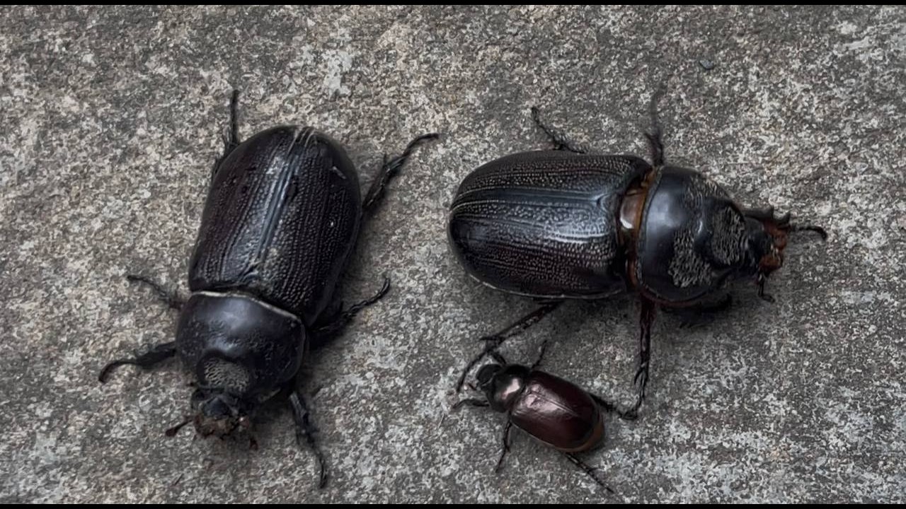 Giant Black Beetle Crawling on Concrete | Close-Up Macro Shot