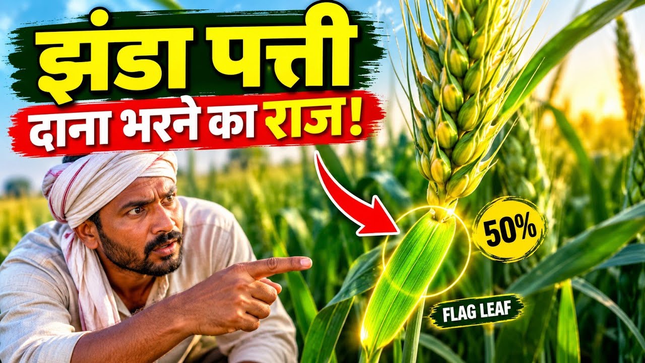 गेहूं में झंडा पत्ती (Flag Leaf) का राज | दाना भरने में 50% योगदान | Wheat Flag Leaf Importance