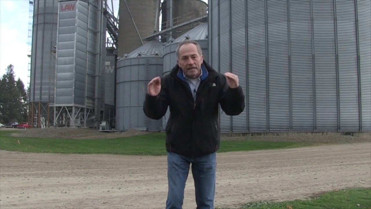 Corn School: Managing Vomitoxin