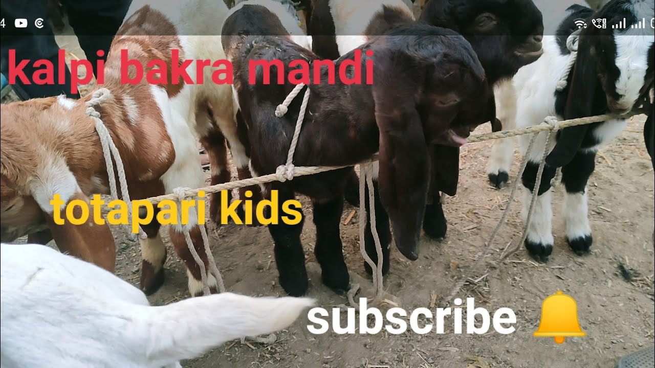 कालपी बकरा मंडी@( KGN FARM)