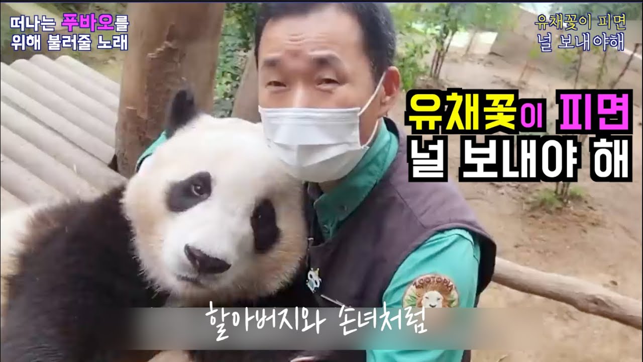 [PandaTV] #푸바오를 떠나 보내며 함께 불러 줄 노래 --- 유채꽃이 피면 널 보내야 해