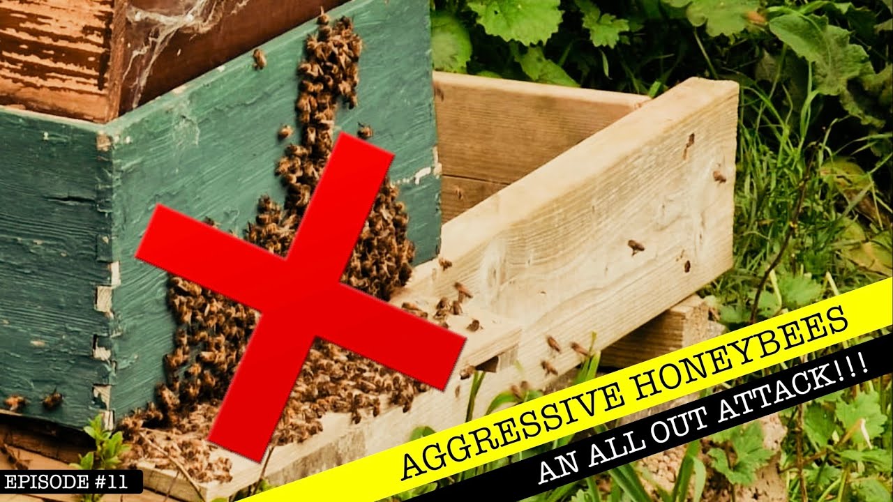 A Super Aggressive Colony! 😡