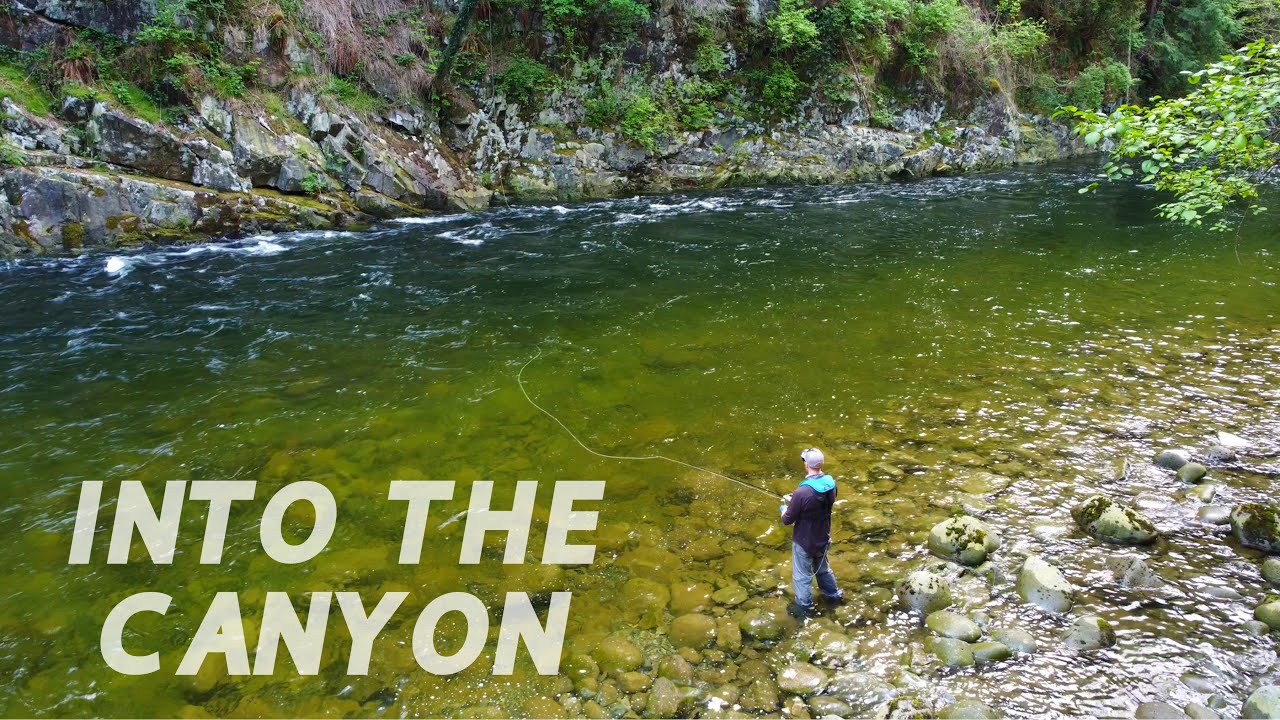 I went looking for early summer coho salmon