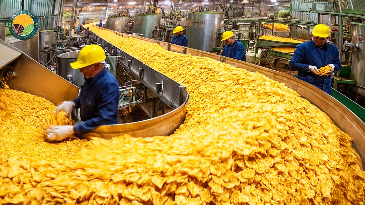 How Corn Flakes Are Made in a Factory - Mass Production of Corn Flakes Factory Process