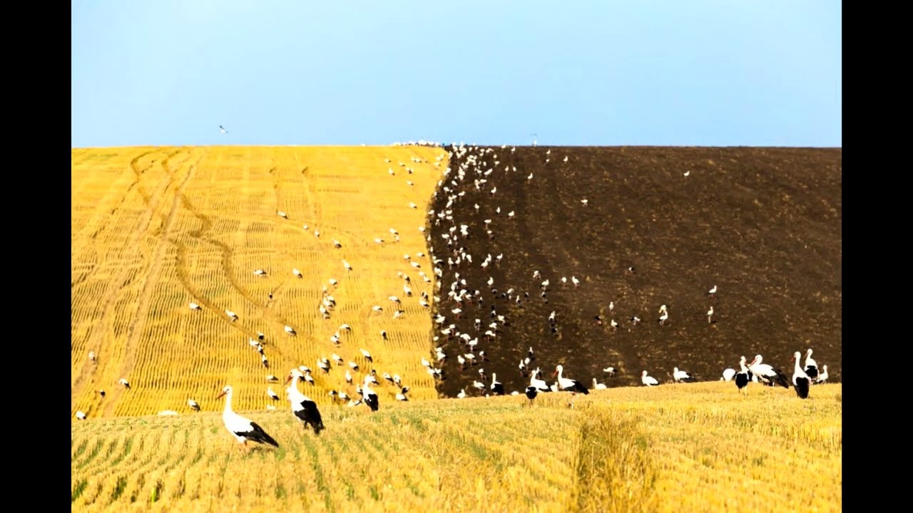 Oma Hans — In der Ukraine