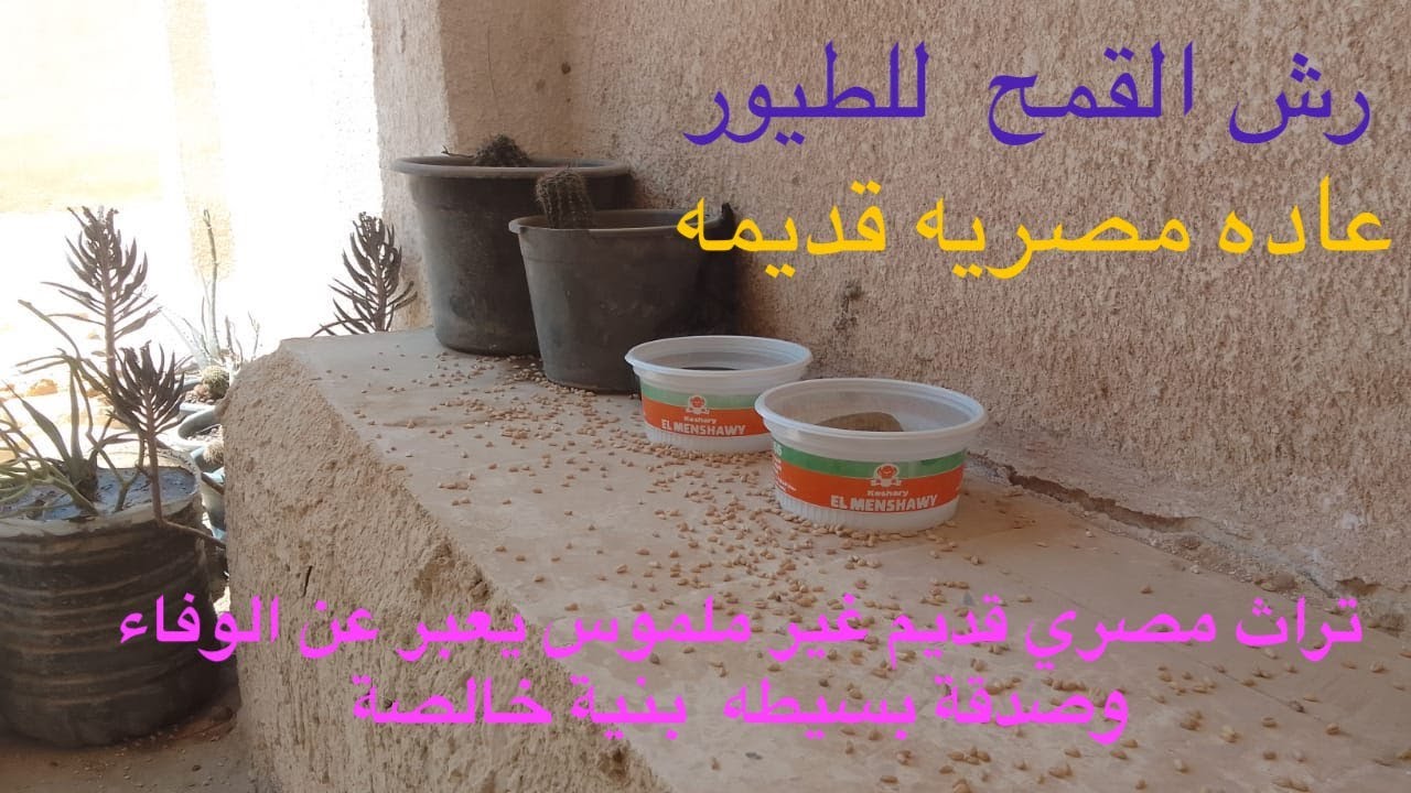 أحوال اهل الحب في رش القمح للطيور | تراث مصري قديم غير ملموس يعبر عن الوفاء وصدقة بسيطه  بنية خالصة