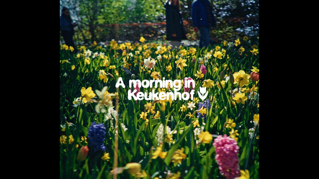 Tulips of the Netherlands. Vertical anamorphic. Sigma Fp, sirui saturn, kodak.