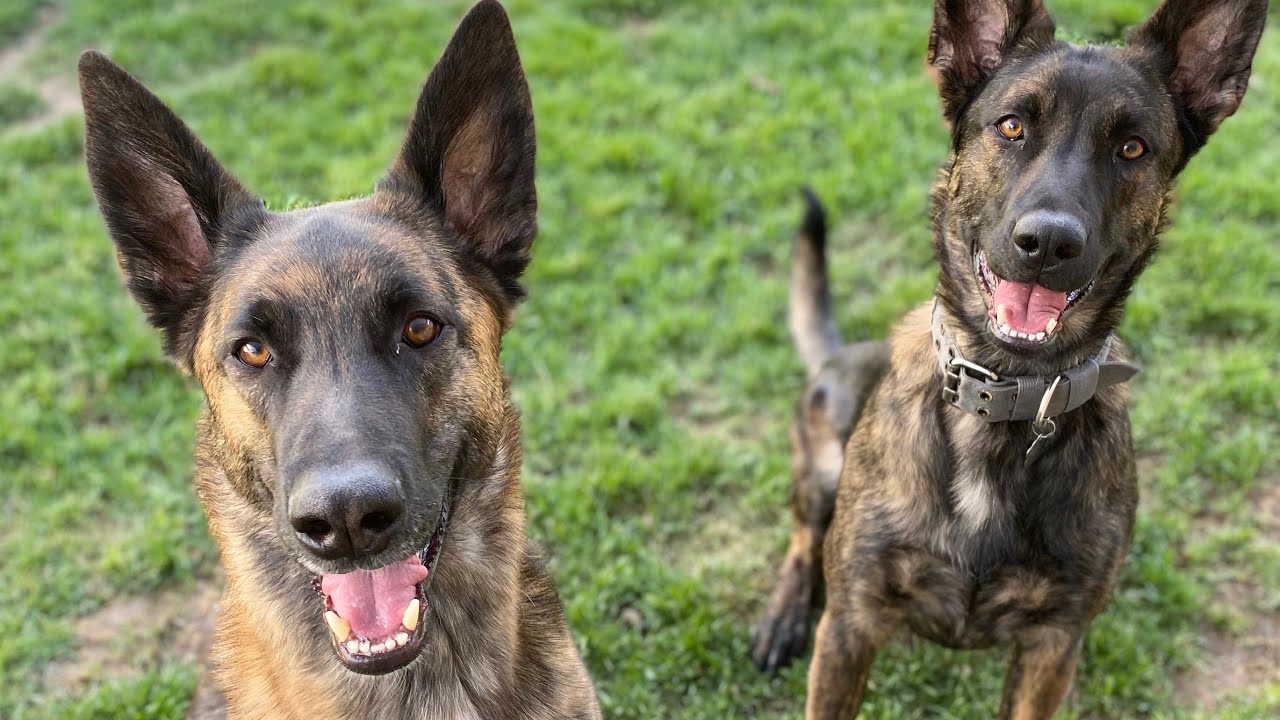 Day in the life: Dutch Shepherd, Belgian Malinois