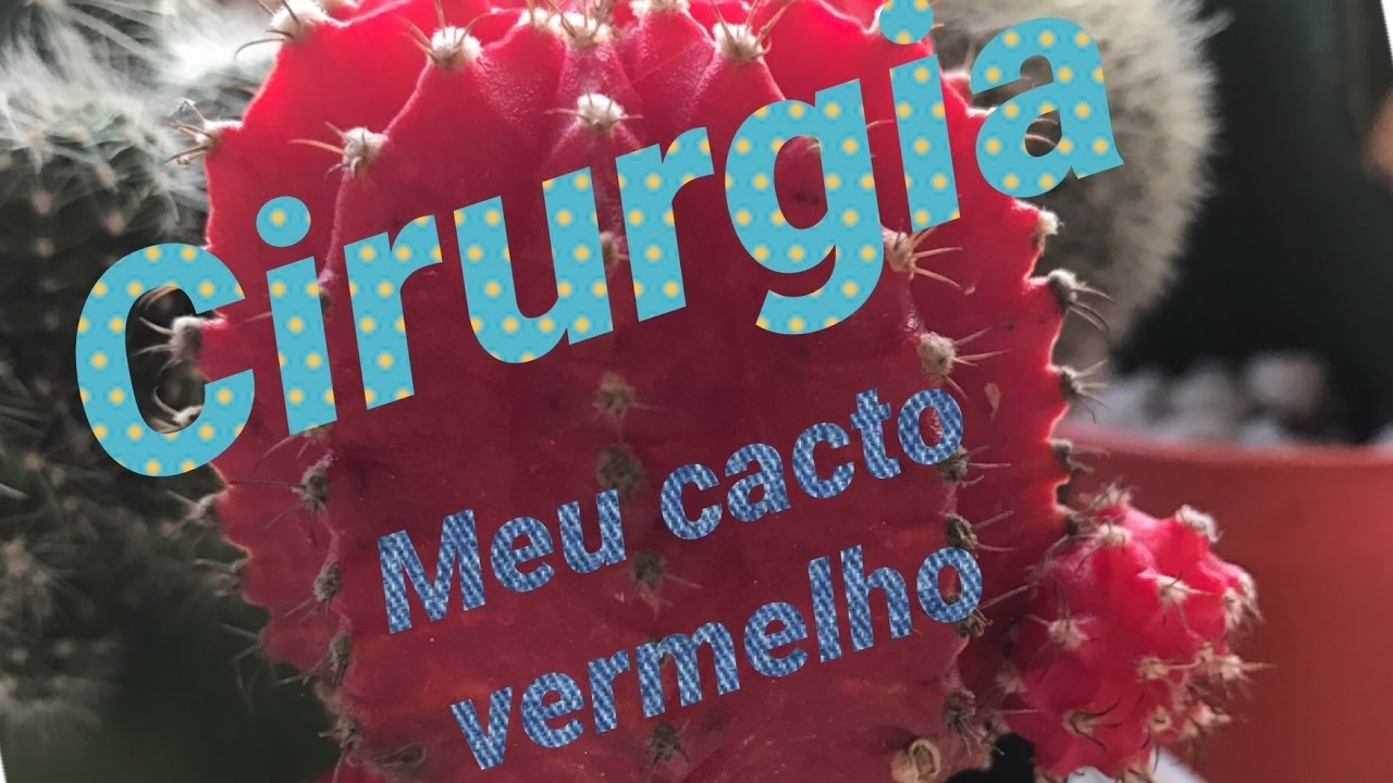 Cirurgia no cacto vermelho - Gymnocalycium mihanovichii Hibotan- parte II
