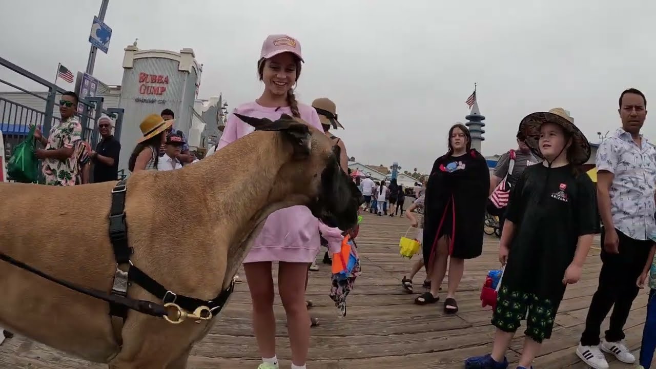 Cash 2.0 Great Dane meeting new people in Santa Monica 119