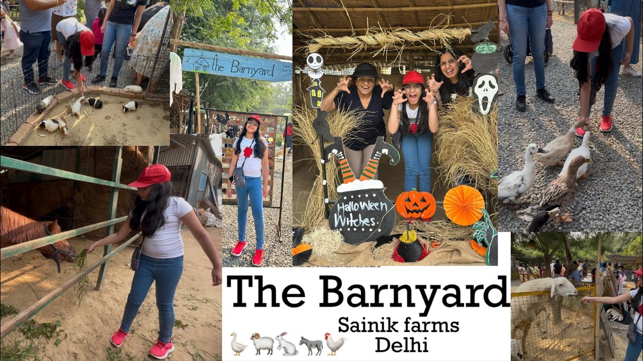 The Barnyard Farms  Delhi|The Barnyard farms Sainik farms Delhi |Petting farm | Animal feeding Farm