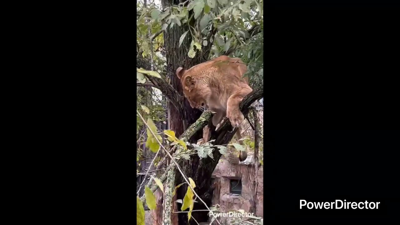 レイのハラハラドキドキ木登り😨ご覧ください😳旭山動物園オリトファミリー‼️