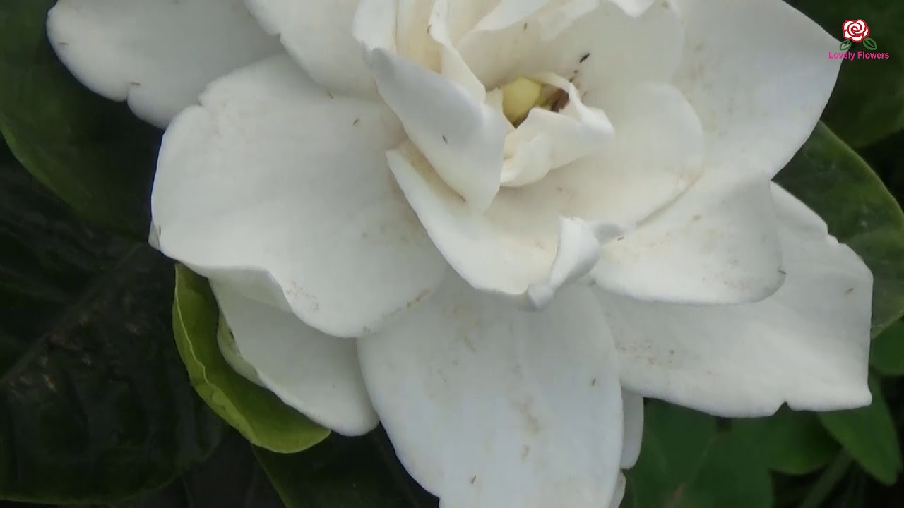 Gardenia jasminoides Plants have unique scent