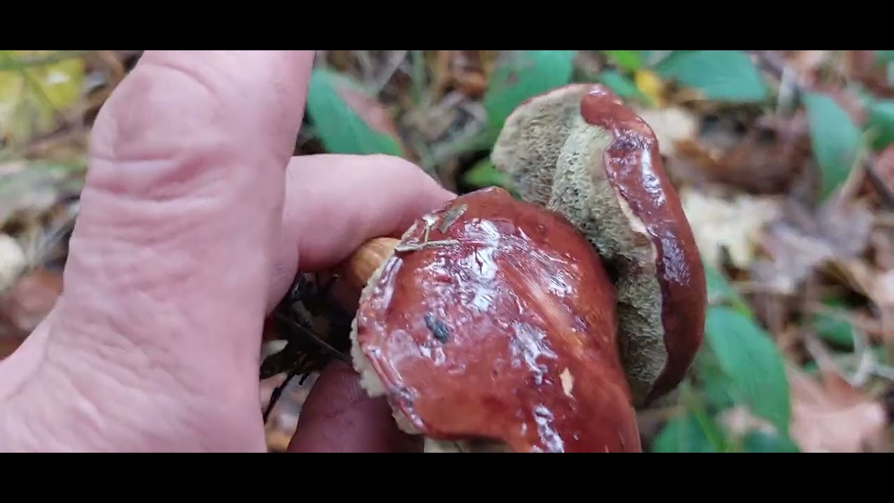 Czy są jeszcze grzybki 🍄‍🟫