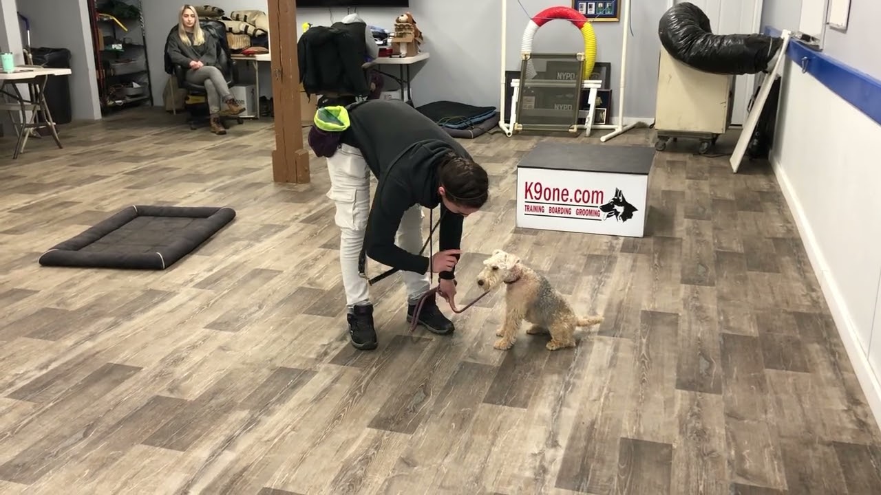 Fiona Feldman Lakeland Terrier (week 1) K9one Dog Training