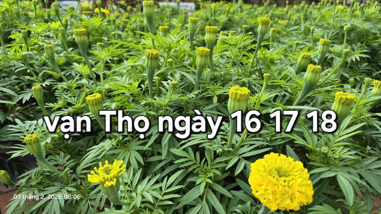 Vạn Thọ ngày 16 17 18