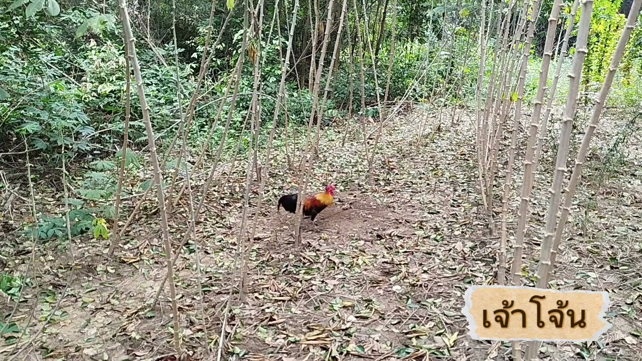 #ต่อไก่ป่าep138 ไก่ป่าขันเสียงมีลูกคอเพราะมาก #birds #chicken #nature 