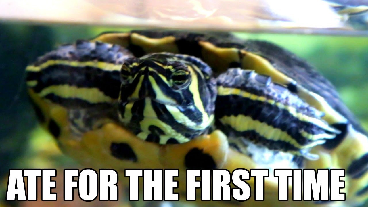 The Turtle I Rescued Ate for the First Time In Months! *Turtle Update*