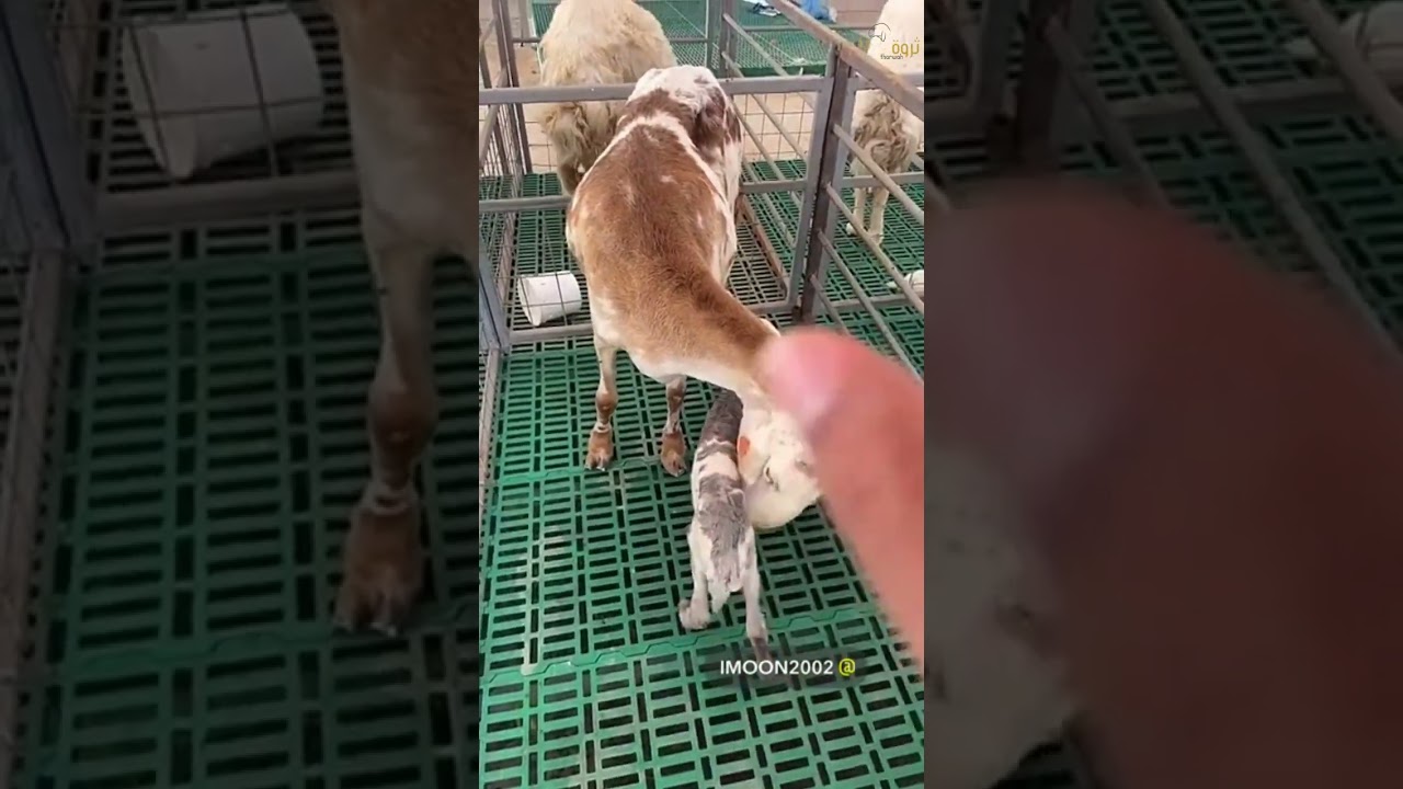 ميزة الأرضيات البلاستيكية المخصصه للأغنام