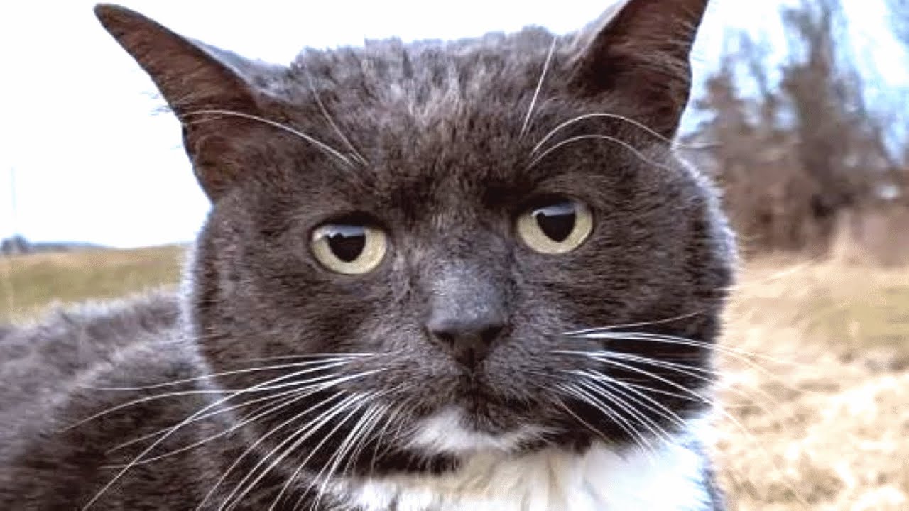 This cat was given up twice. Then someone gave her another chance.