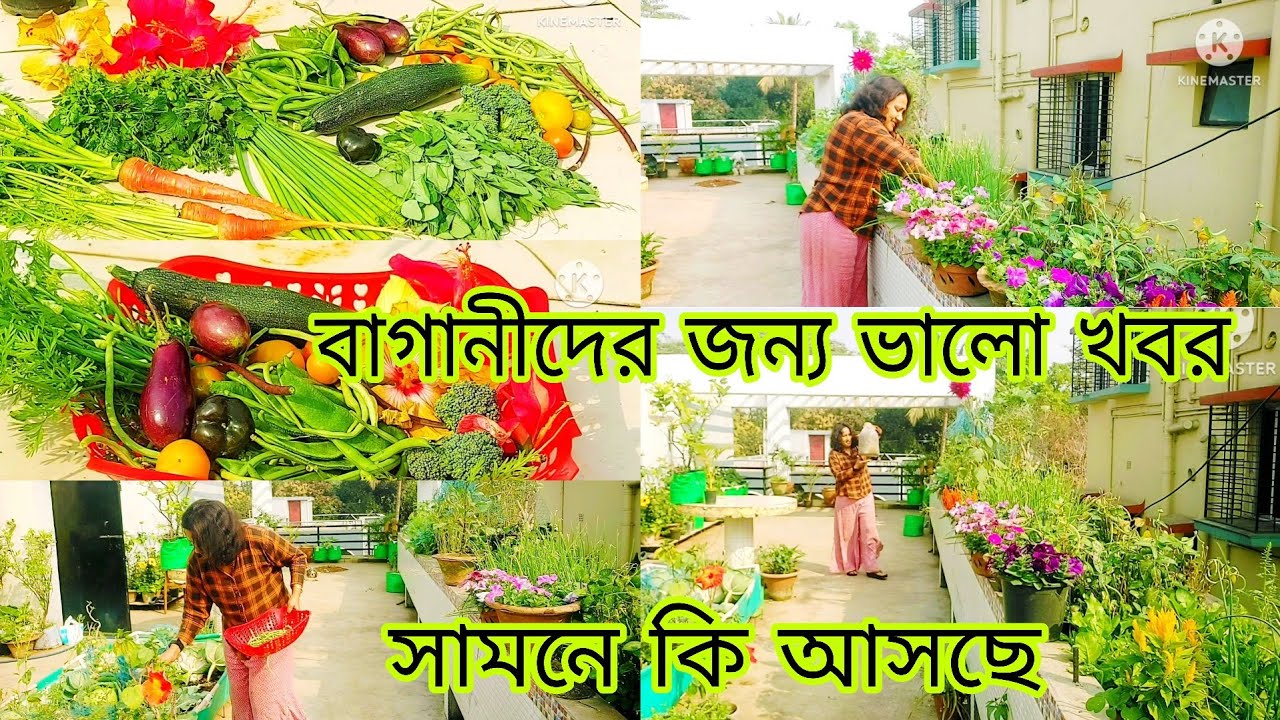 Baganider jonno khub valo khabor.. Samne asche baganer priyo jinis. #roofgarden #gardening 