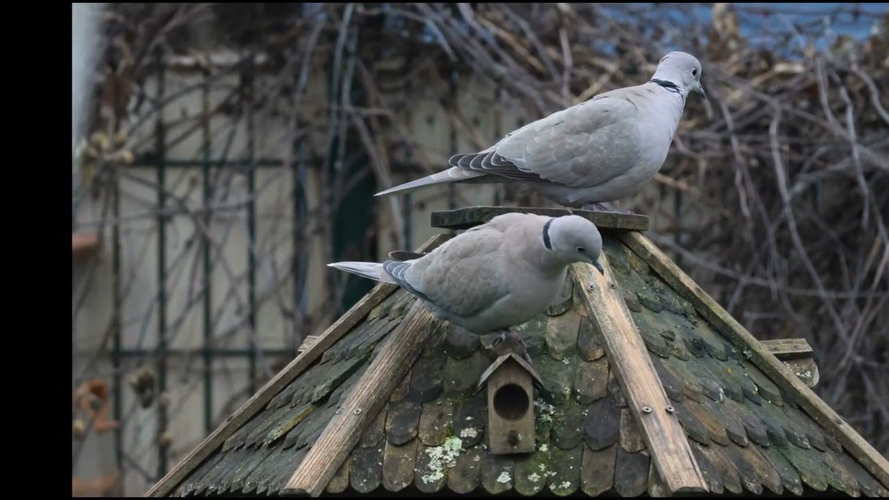 Oiseaux gourmands du 1er de l'An
