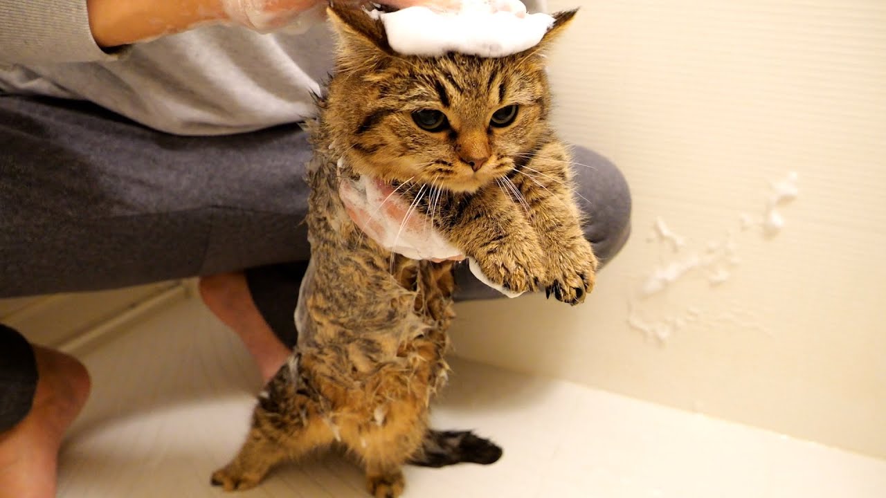 Kitten Lili's second bath was quite a challenge...