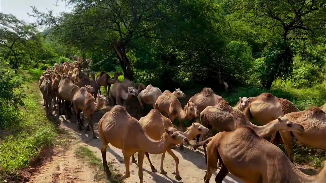 خطلة الأبل وادي جرزيز بمحافظة ظفار. 2025