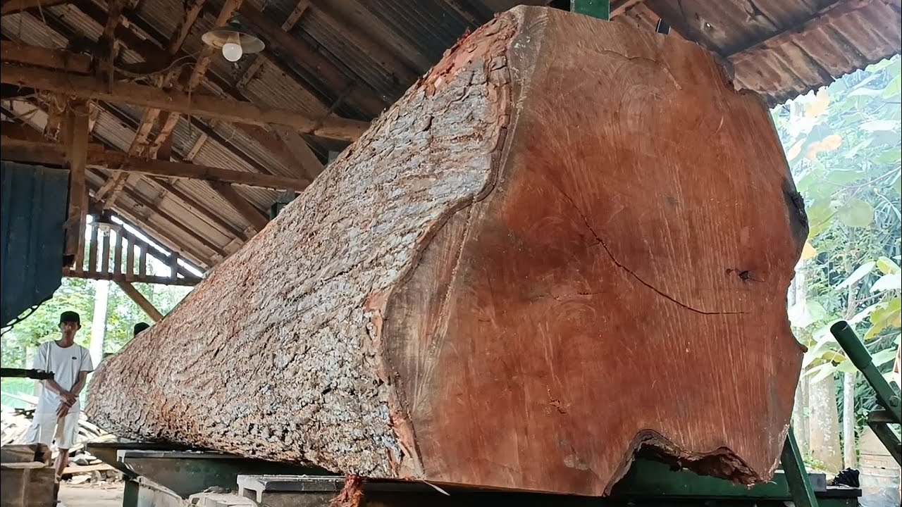 The moment a SUPER giant tree was sawed 