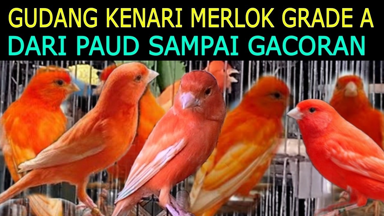 🌟 MARKAS KENARI WARNA PALING KOMPLIT AMAN BERGARANSI DI PASAR BURUNG PRAMUKA TERBARU HARI INI