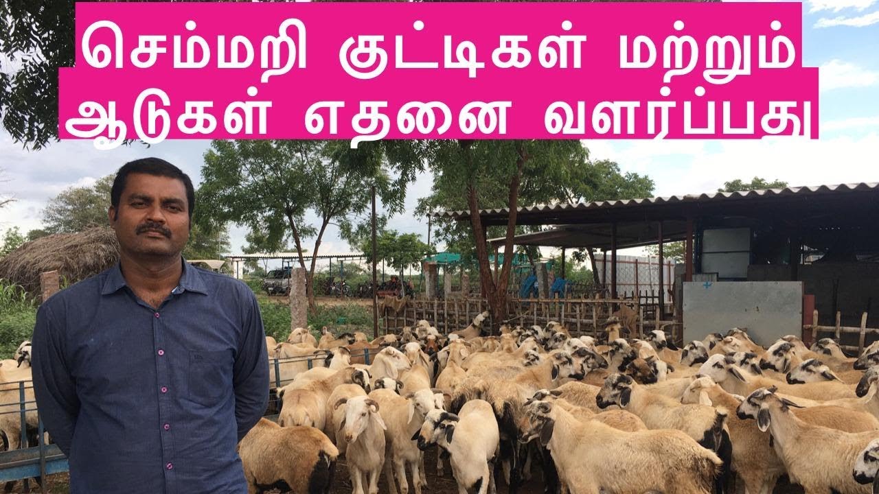 செம்மறி குட்டிகளை வளர்த்தால் இலாபமா | Sheep Farming Business