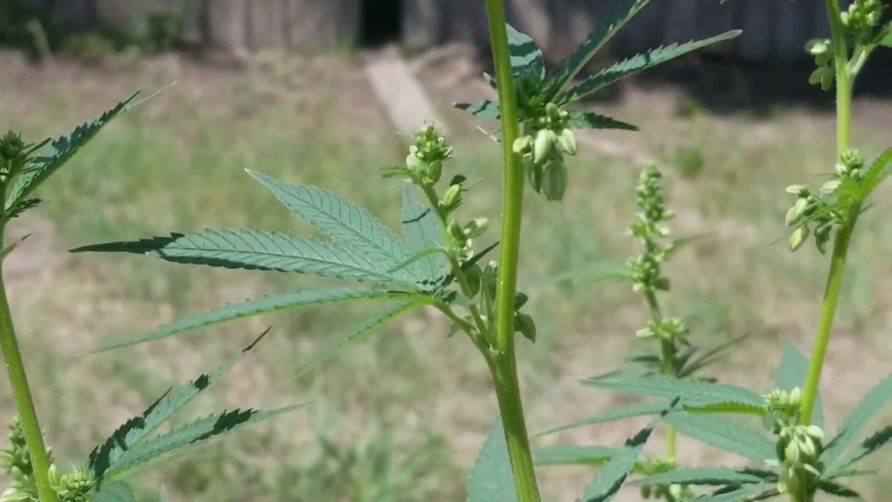 Cannabis male plant