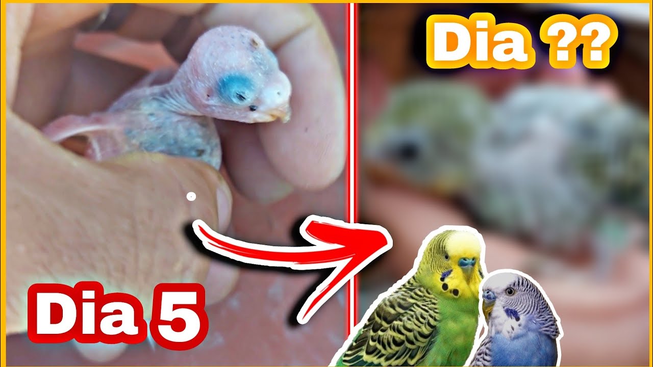 Crecimiento de PERIQUITO Australiano Día 1 a Día 30 || proceso Completo