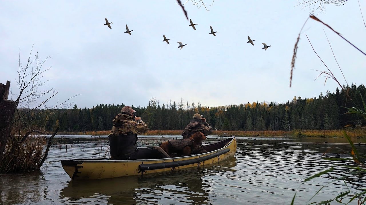 Chasse Au Canard Sur Un Étang Sauvage - Un Bon Défi !