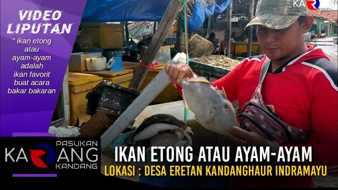 ikan etong | ikan ayam-ayam | desa eretan indramayu | jawa barat