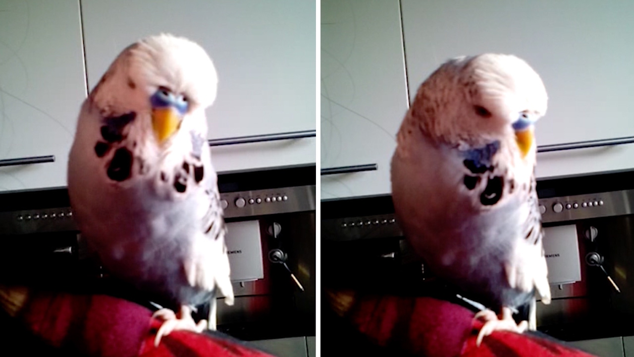 Budgie Sounds Like R2D2