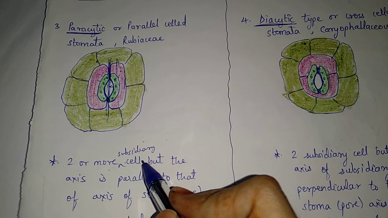 Types of stomata - on basis of subsidiary cell arrangements.