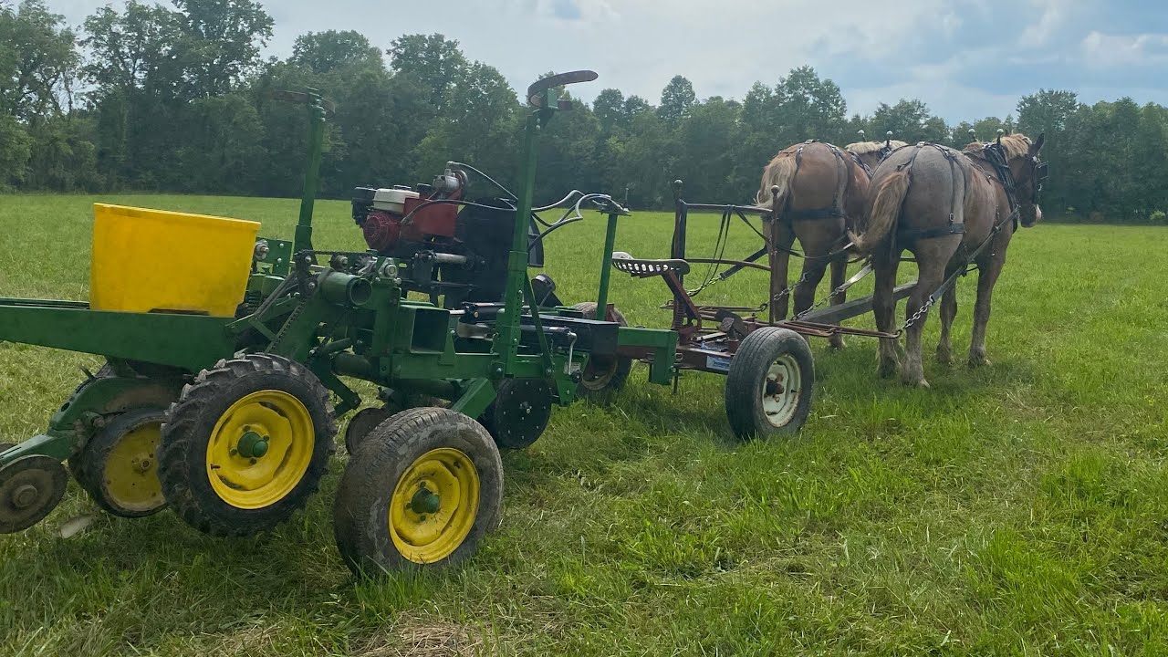 Horses no tilling pumpkins