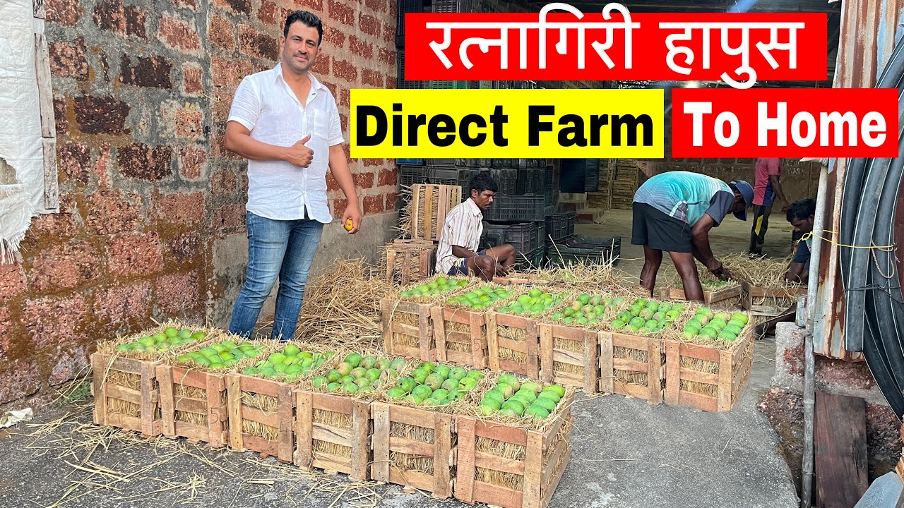 MANGO WHOLESALE MARKET | रत्नागिरी हापूस Direct Farm To Home | Alphonso Mango