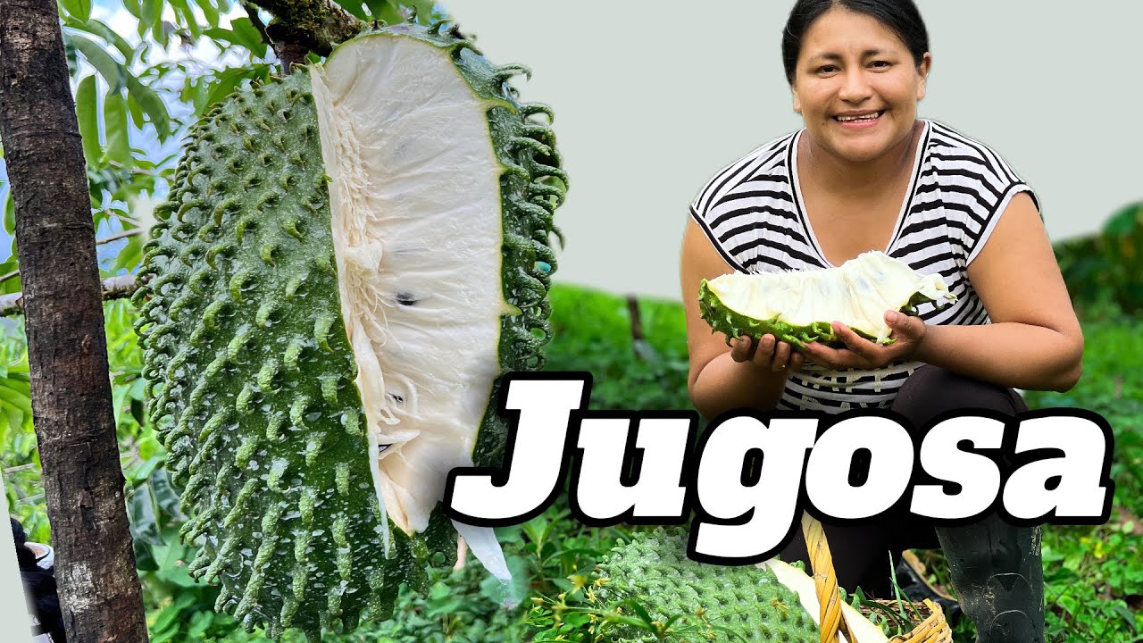 FRUTA ilegalmente 😱 GRANDE | Asi cosechamos la GUANABANA en el campo ecuatoriano