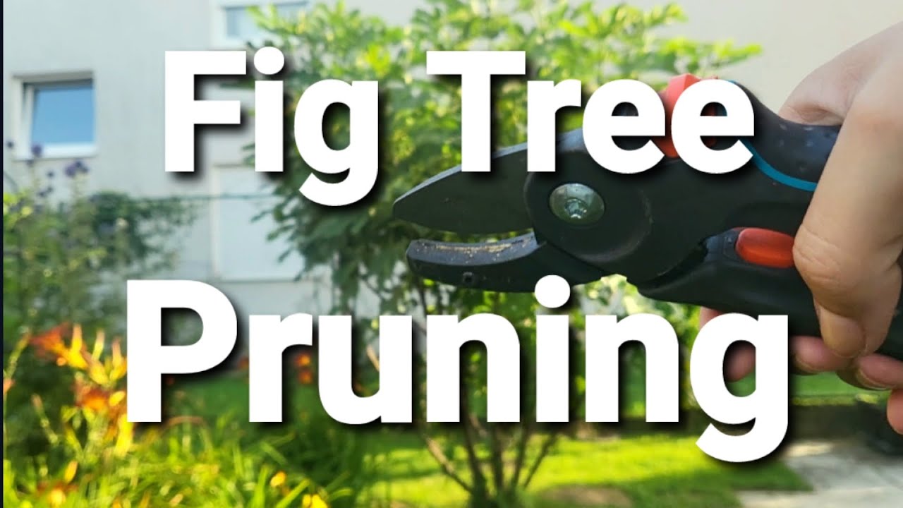 Summer fig tree pruning  #treepruning  #figtree