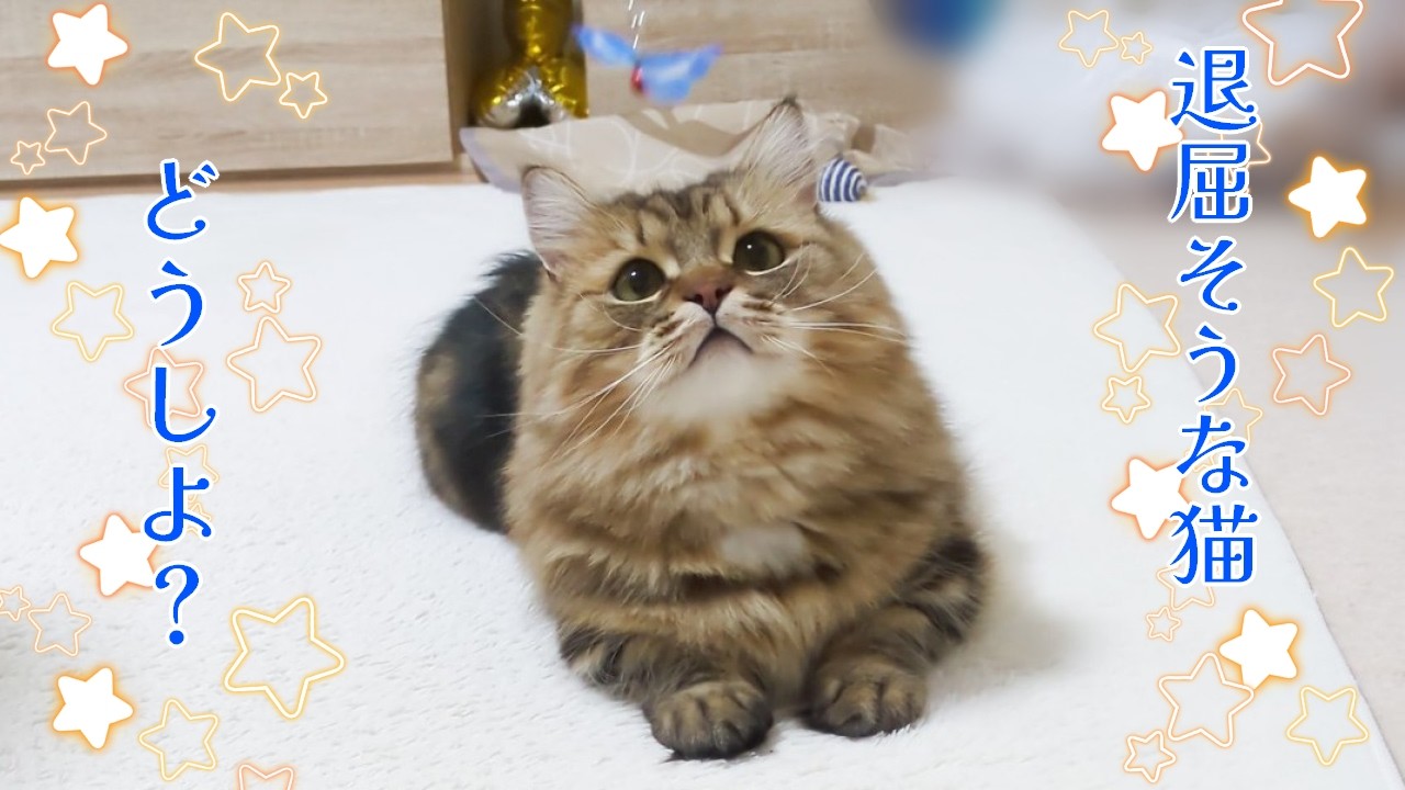 退屈そうな猫どうしたらいい？【ミヌエット】2026/02/17