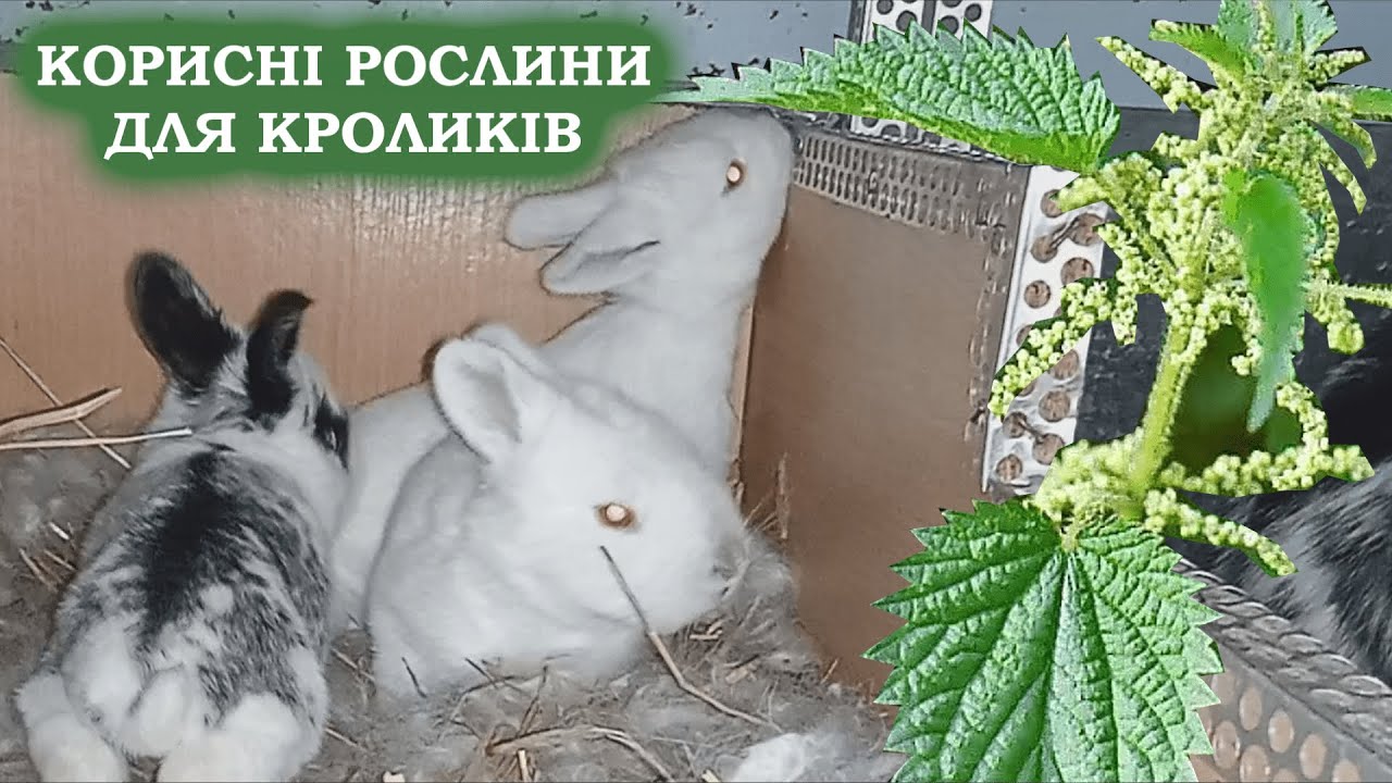 КАКИЕ ТРАВА ПОЛЕЗНЫ ДЛЯ КРОЛИКОВ! РАЗНОТРАВЛЕНИЕ ДЛЯ КРОЛИВ! РАЗВЕДЕНИЕ КРОЛИКОВ!