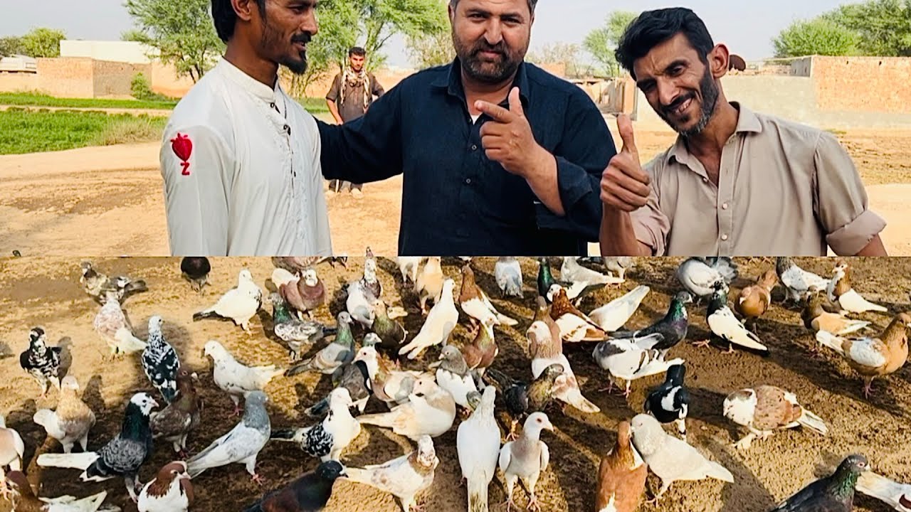 Aj hum ga ye tha bahi ka shok dekhane mashallah 🥰 bahi ke kabuter bohat acha ha #pigeon #bird 