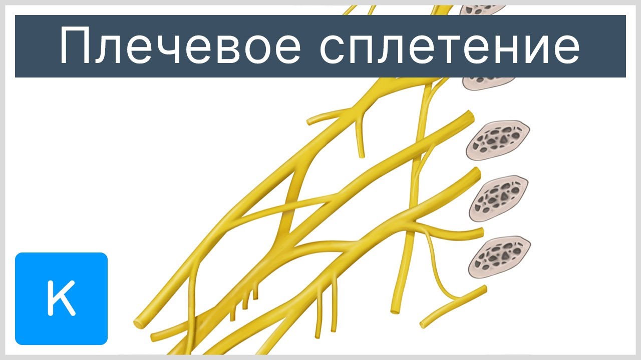 Плечевое сплетение - Анатомия человека | Kenhub