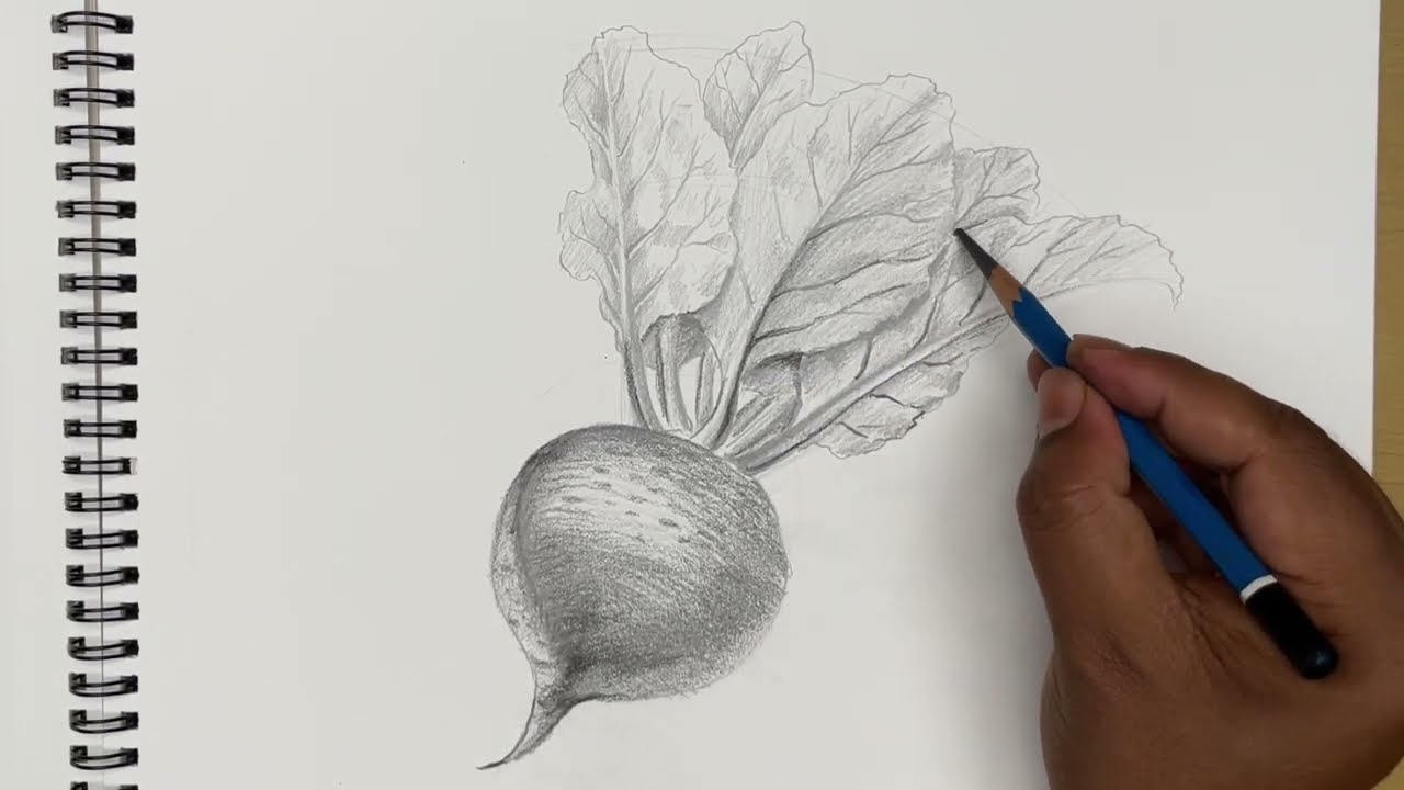 How to draw a beet root step by step | vegetable drawing