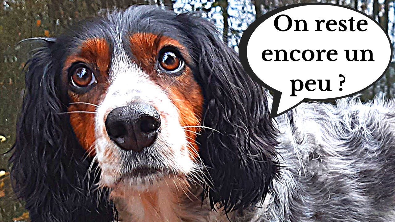Mon CHIEN en Liberté 🐶 Lilou ne veut pas rentrer de Balade